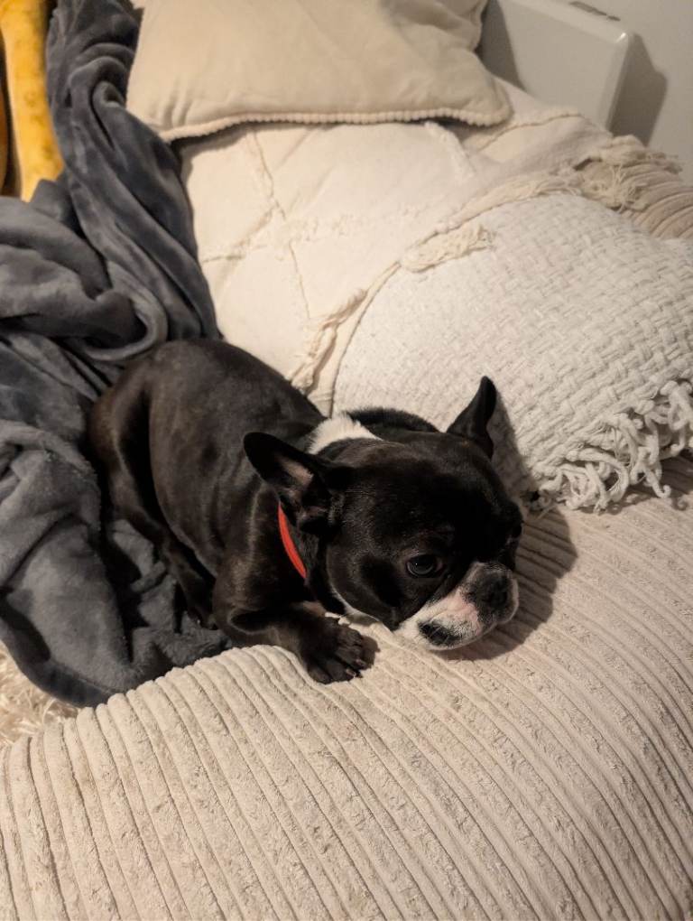 Frenchie needs new home