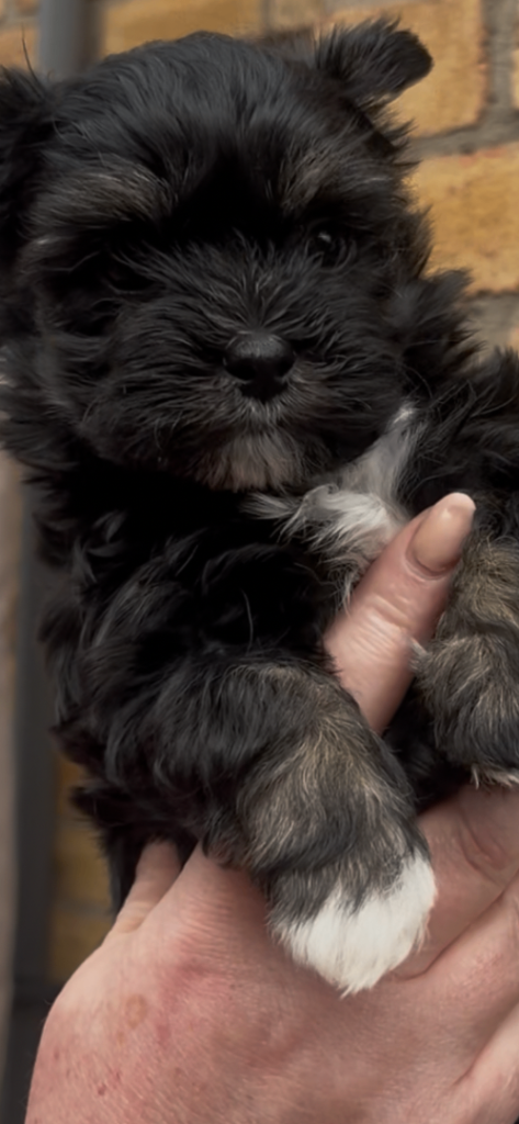 Stunning Morkie (Maltese x yorkie).
