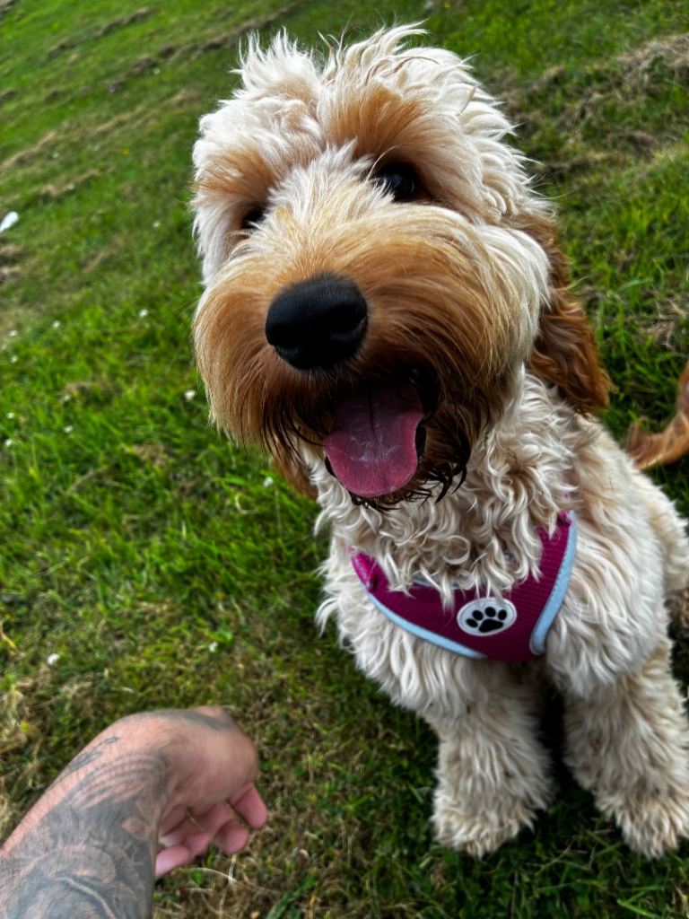 8 Month Old Cockapoo for Sale 