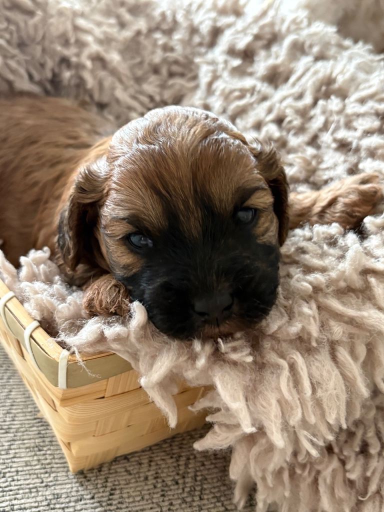 F1B cavapoos