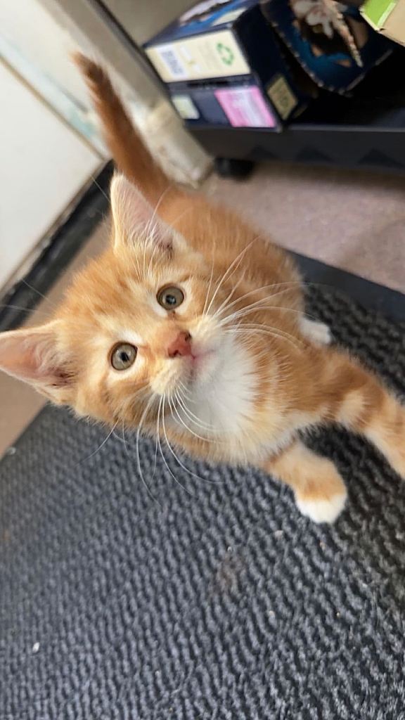 4 TABBY kittens