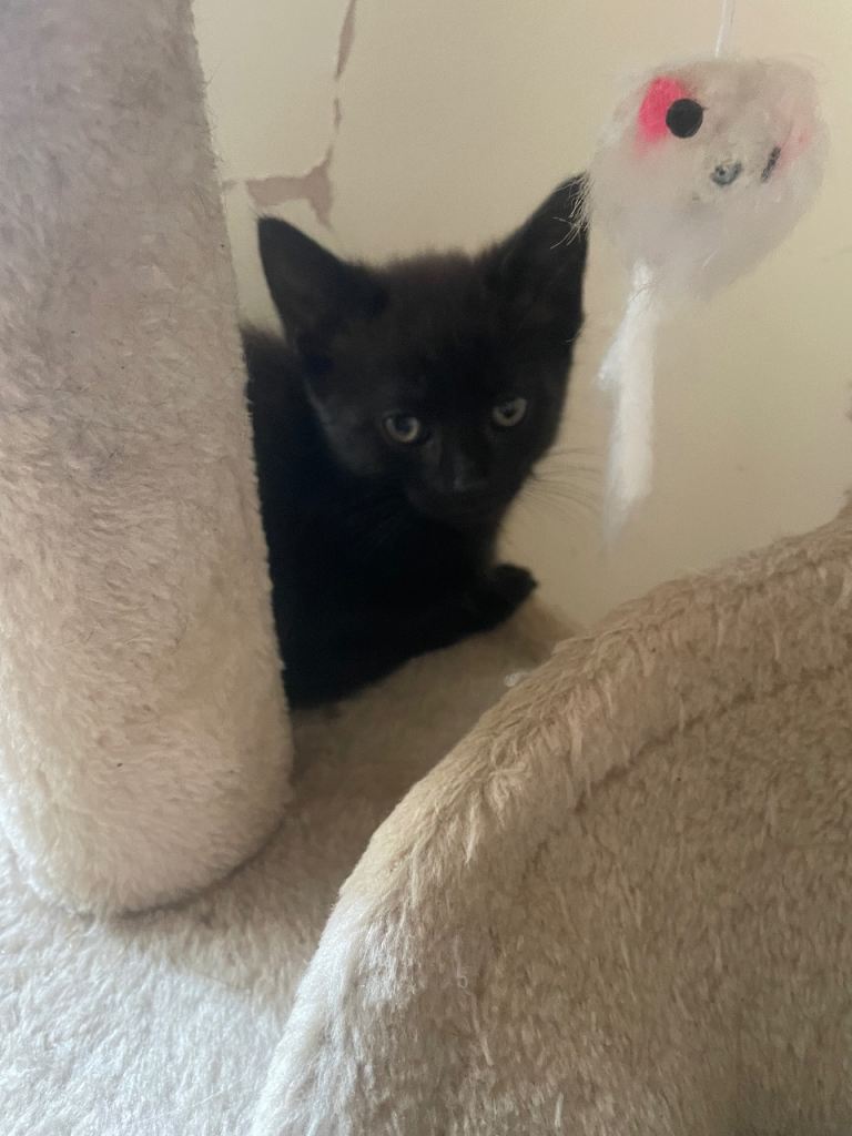 3 black and white male kittens 