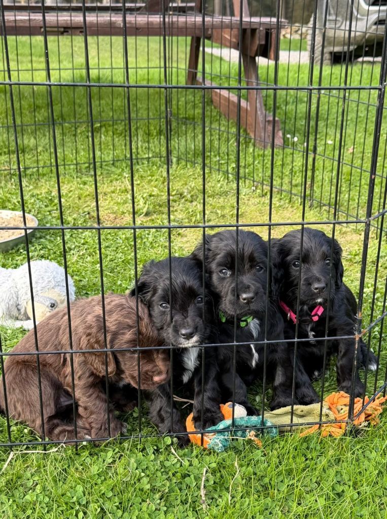 KC Registered Cocker Spaniel pups 