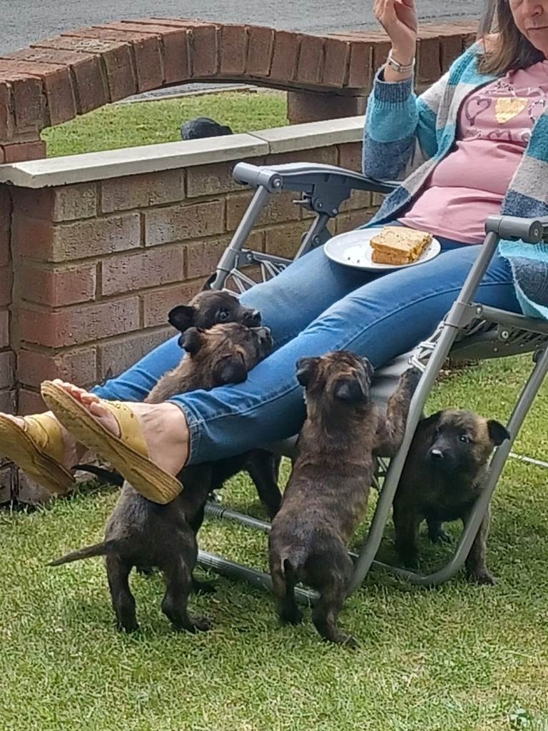 Belgian malinois puppies 