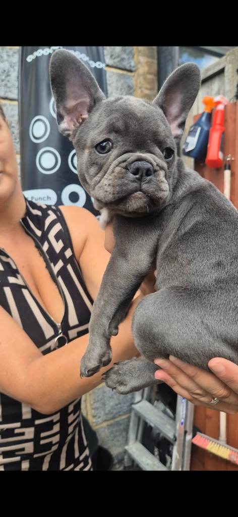 2 girls left Ready now pedigree register Blue grey French Bulldog puppies  🏡❤️