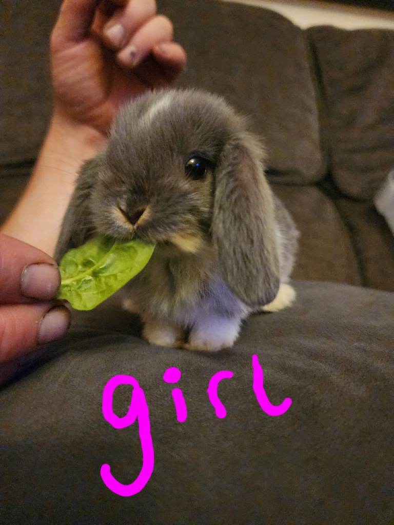 Miniature lop ear rabbits 