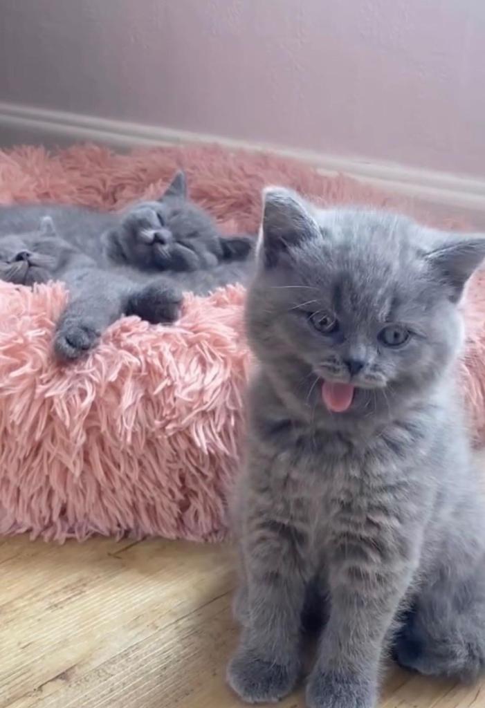 Beautiful Russian Blue Kittens