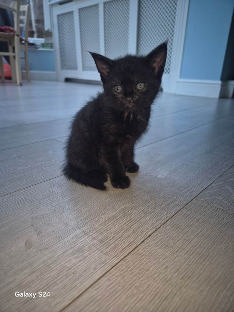 Kittens for sale