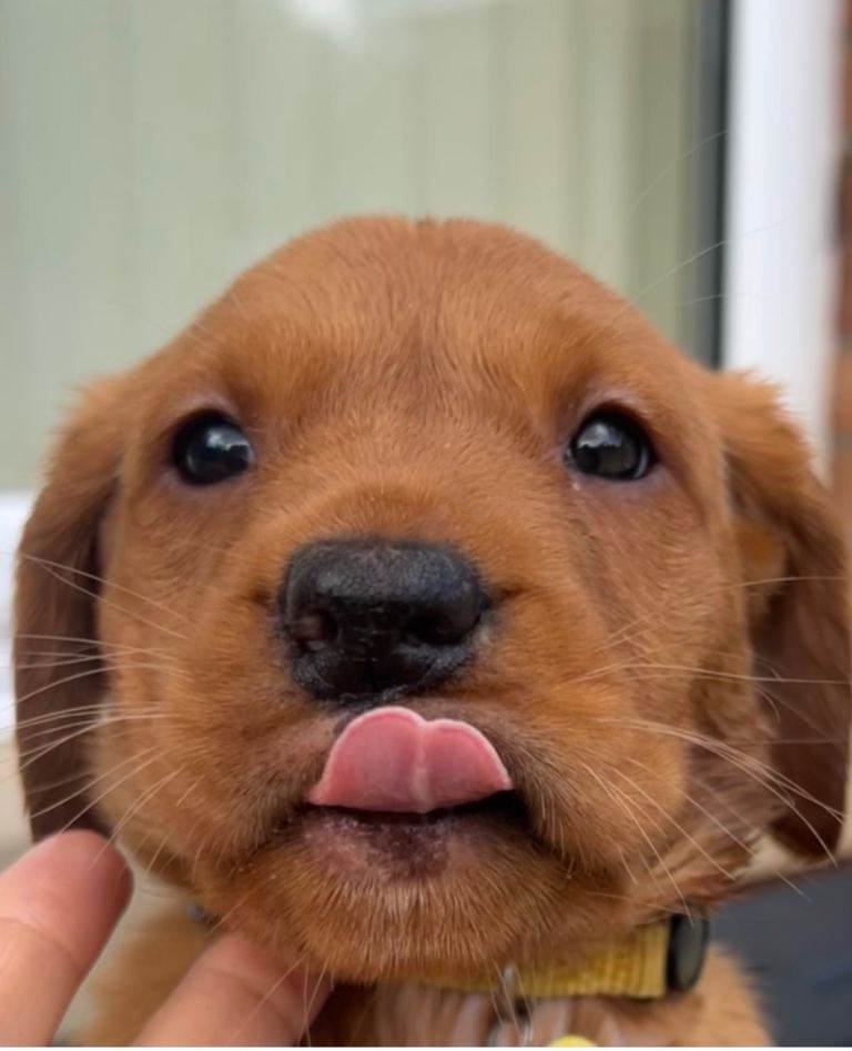 KC FOX RED LABRADOR PUPPYS READY NEXT WEEK 