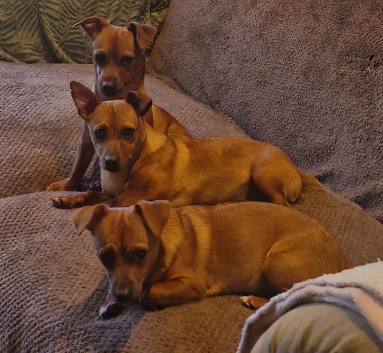 Beautiful Jack russels for sale 