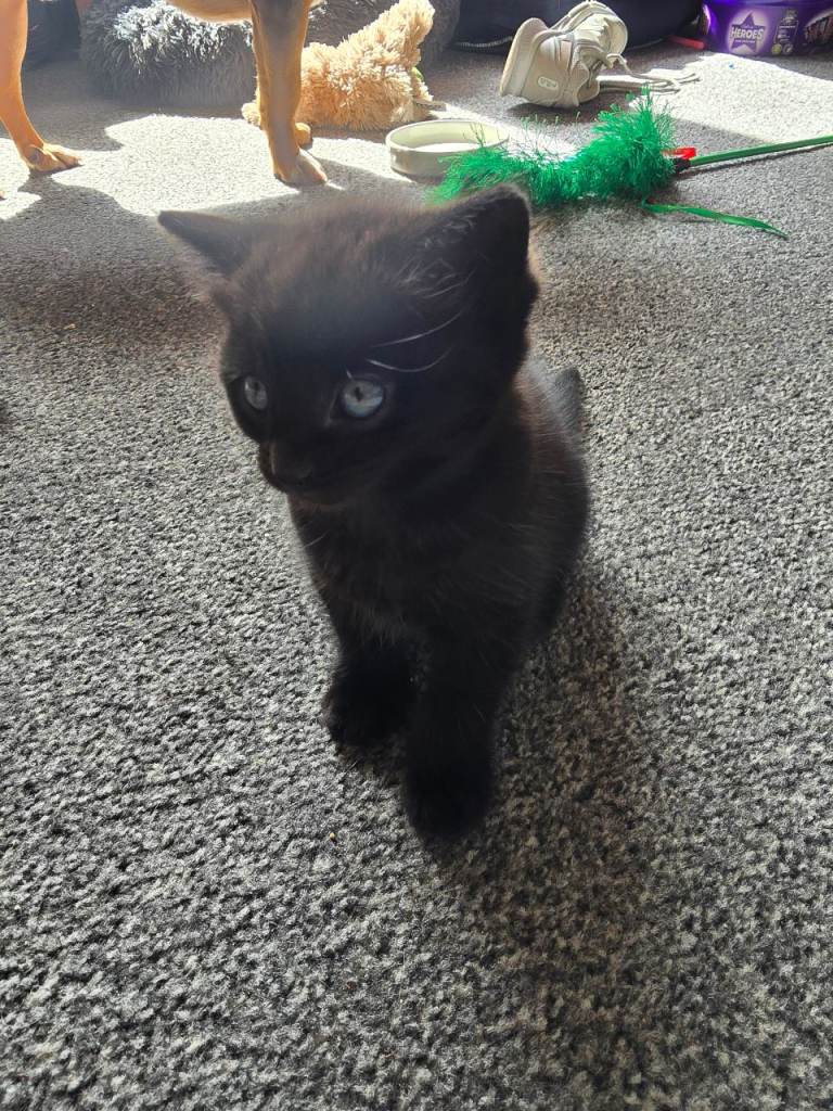 Female kitten