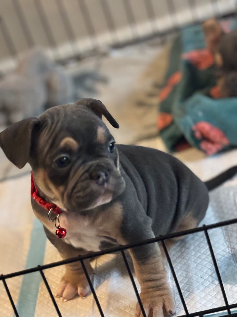 Frenchie x pocket bully 