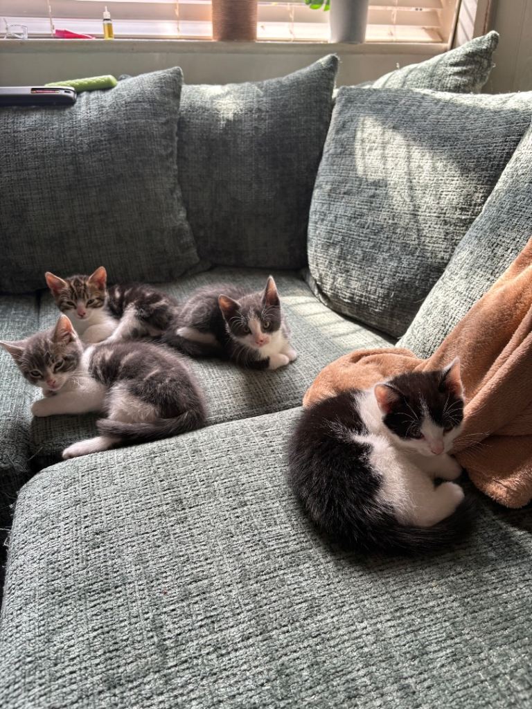 Male kittens for sale 
