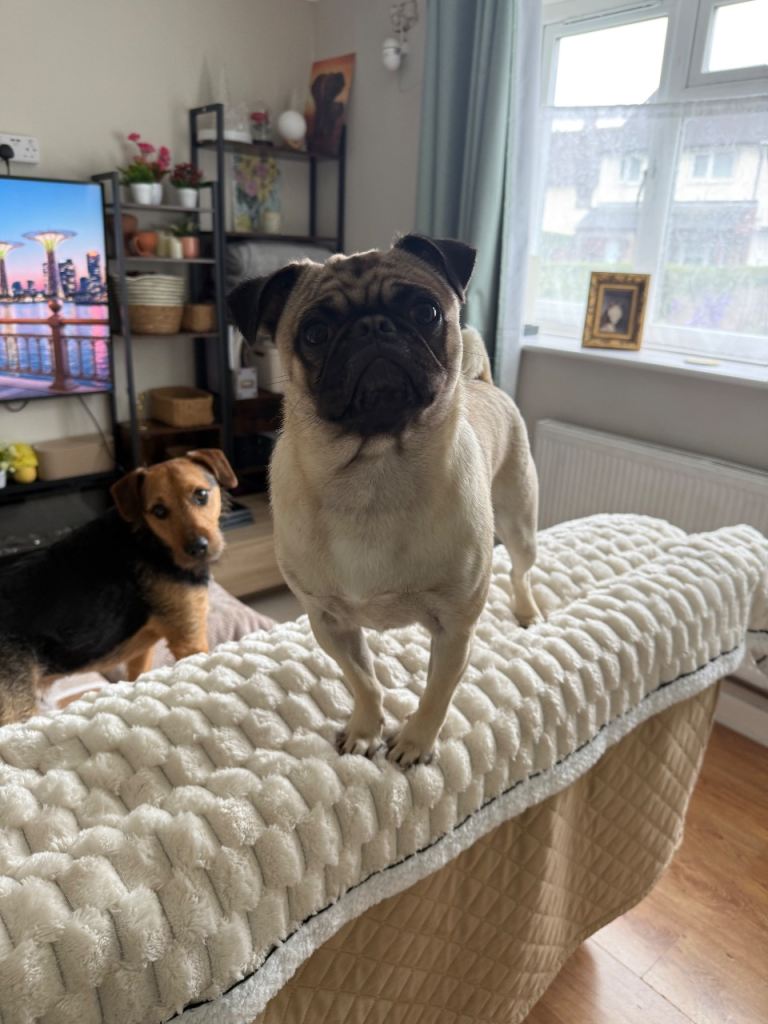 Male pug