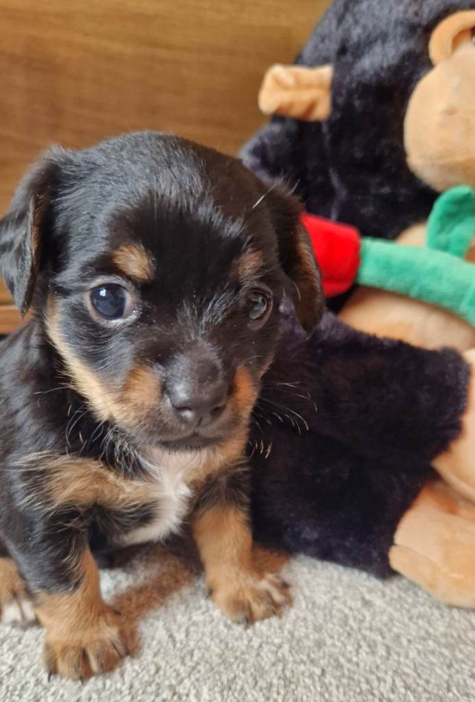 2 female jackchi puppies. 