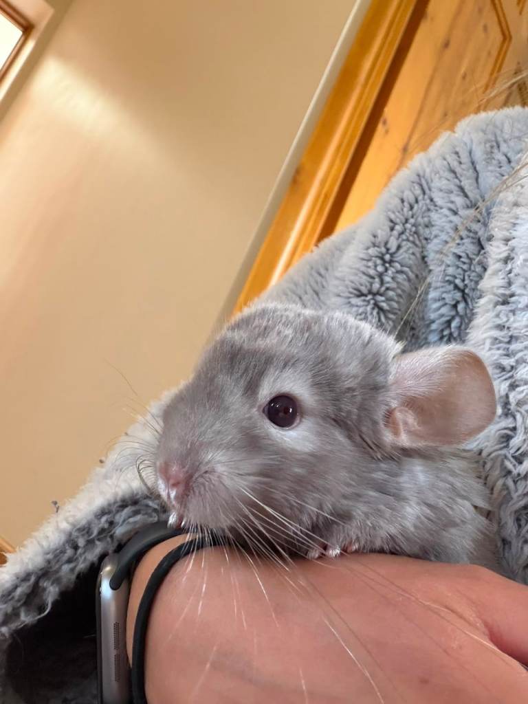 SSTC...Female chinchilla ,ready to leave mid Aug 