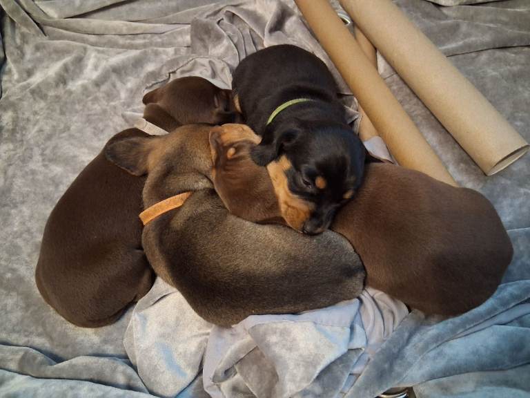 4x MINITURE DACHSHUND PUPPIES 