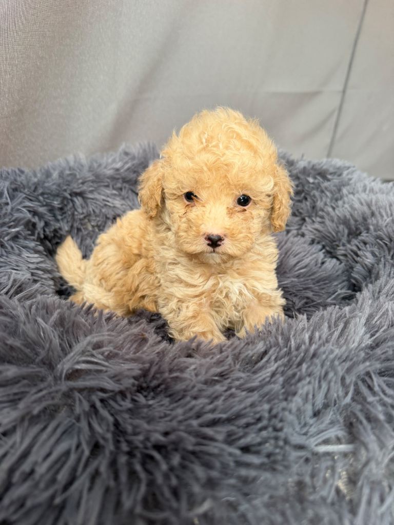 1 beautiful male toy poodle