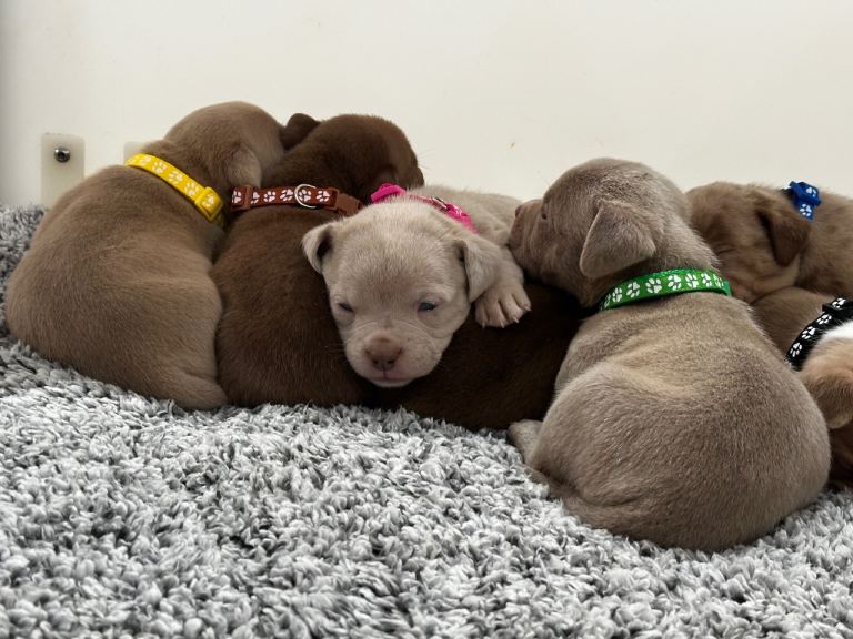 ABKC Registered Pocket Bully Puppies 