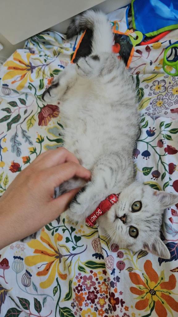 British Shorthair GCCF registered