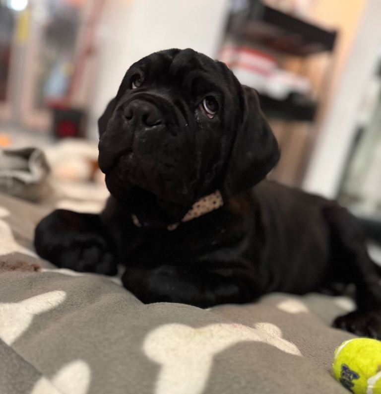 3 Neapolitan mastiff black female puppies Newcastle 