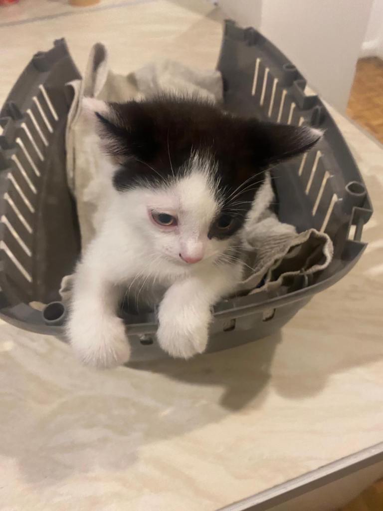 8 weeks old beautiful and cute kittens