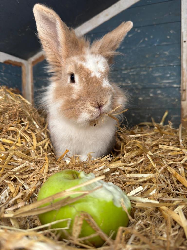 Rabbits for sale