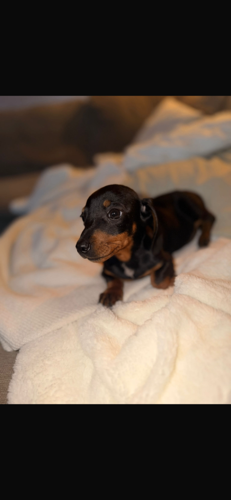 Dachshund puppy’s 
