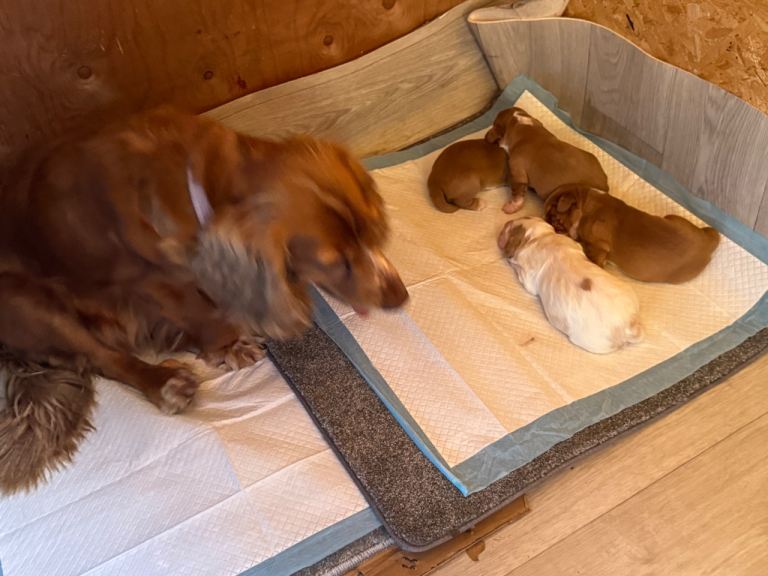 Cockaspainal boy puppy’s 