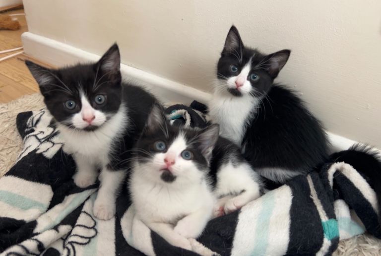 Kittens