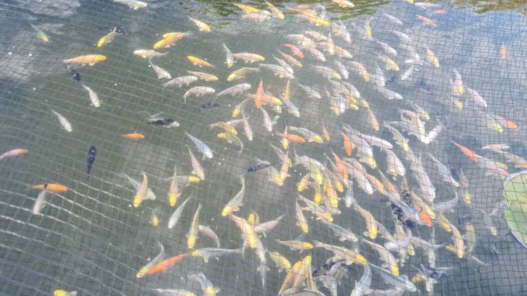 Koi carp for sale from £10 