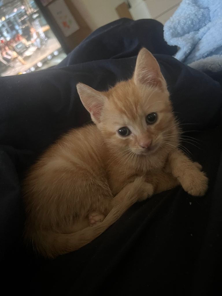 9 week old kittens for sale 