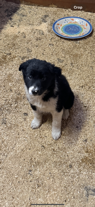 Collie Pups forsae SOLD 