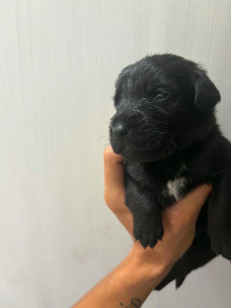 One boy pup one girl pup  left for sale 