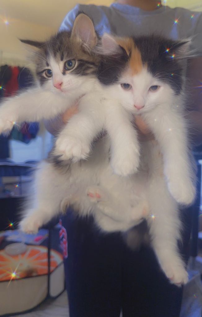 9 weeks old kitten