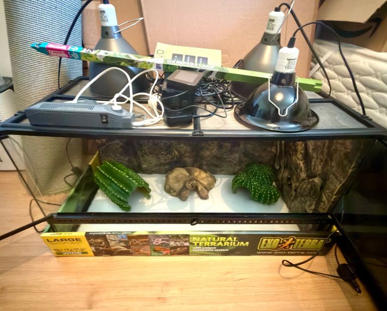 Exo Terra large terrarium bundle