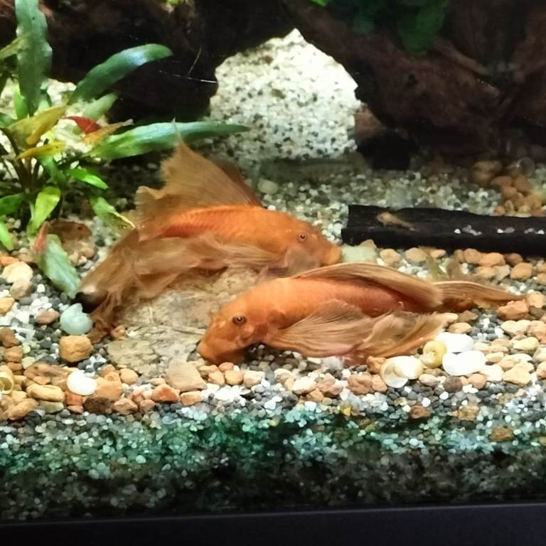 Adult female super red long fin bristlenose pleco + Blue shrimp + super red plecos NR5 0PX 
