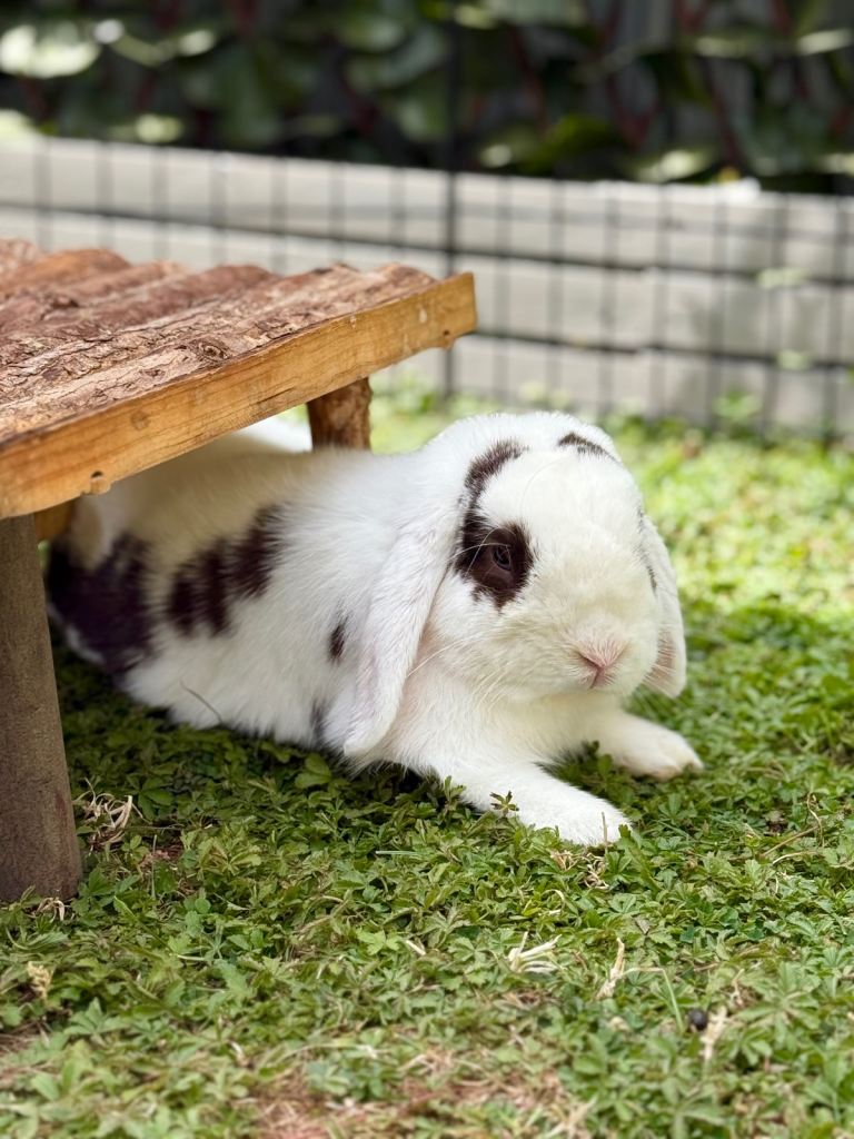Mini Lop Male Bunny
