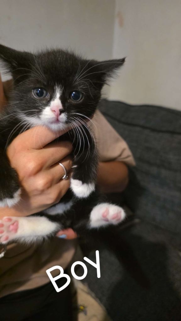 3 boy kittens 