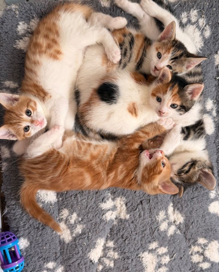 Beautiful bengal mix kittens 