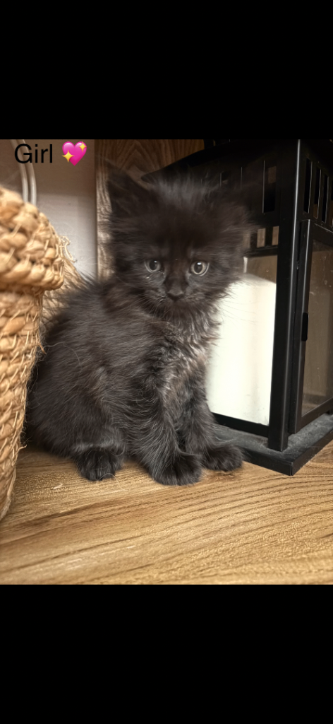 **1girl left* TICA registered stunning Maine coon kittens 