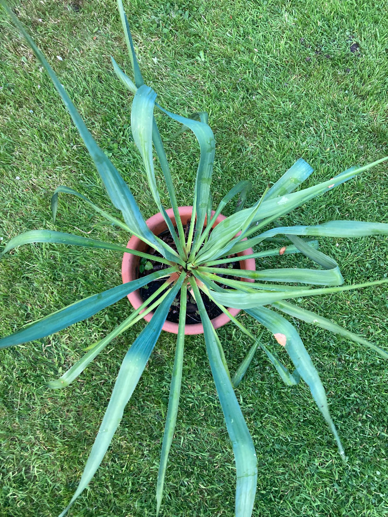 Large Outdoor yucca plant in resin pot