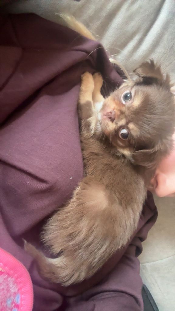 long haired tye Chihuahua puppy 