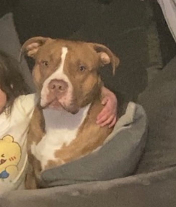 3year old mastiff x male 