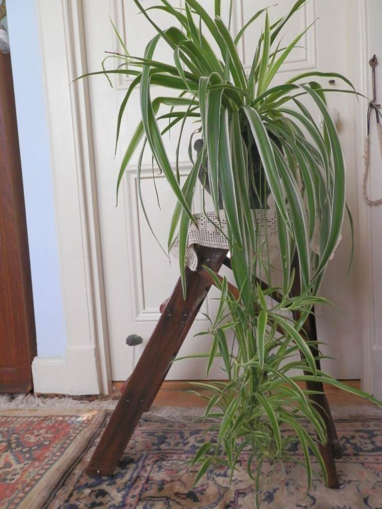 House Plant Mature Spider Plant Large Chlorophytum
