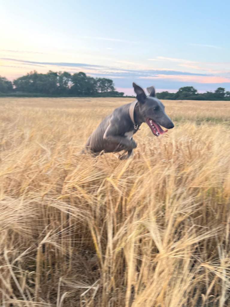 8 month old blue whippet 