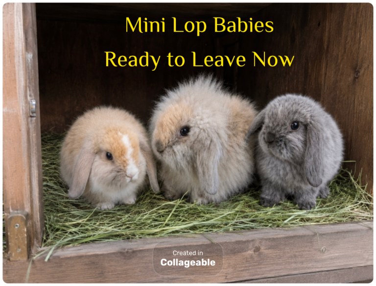 Mini lop baby rabbits - Ready to leave 