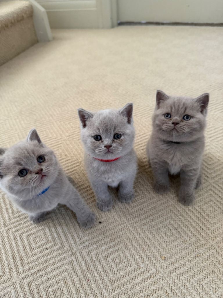 Britsh shorthair kittens 