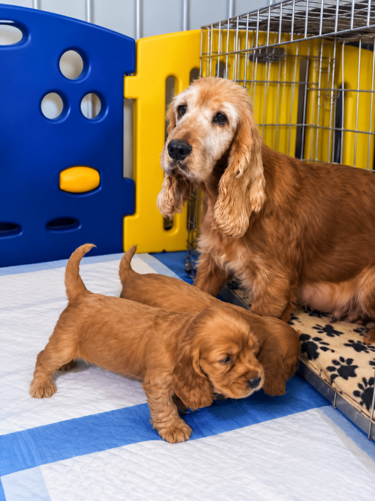 Cocker spaniel puppies Manchester 