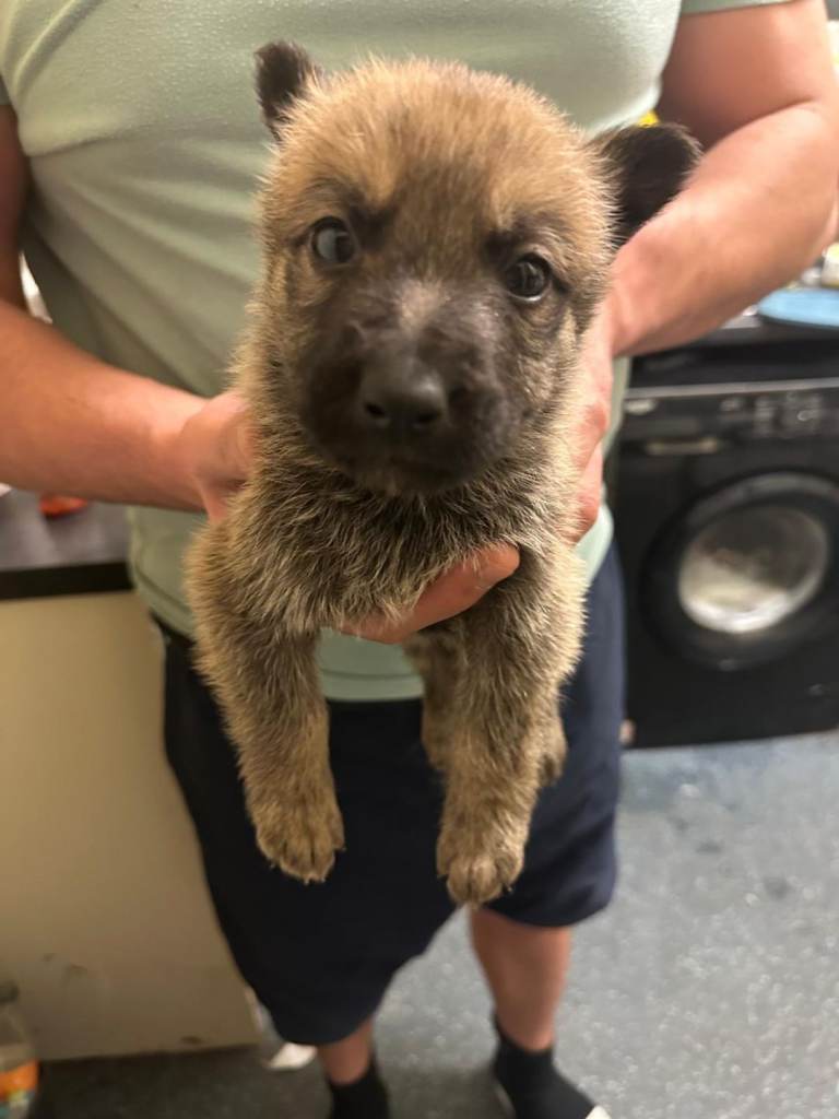 2 female Gsd mix with belgain malinoi
